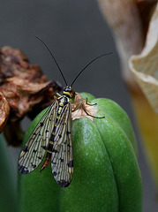 Panorpe - femelle , sur une capsule d'iris