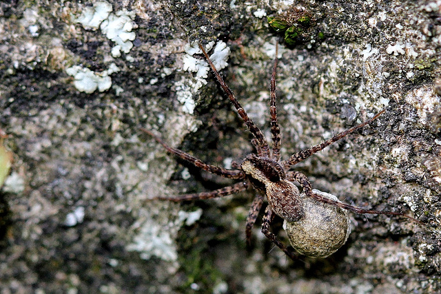 Pardosa sp. femelle avec cocon