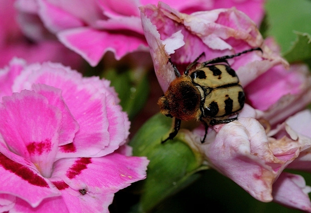 Trichia fasciatus (2)