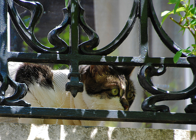 Jeu du chat perché