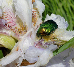 Cétoine ravageant un iris