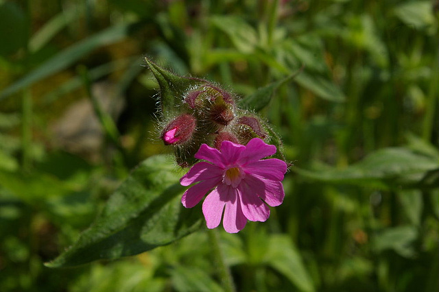 lychnis