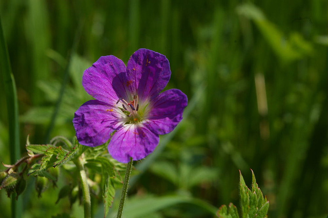 geranium