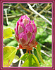 lundi 28 mai 2012 048