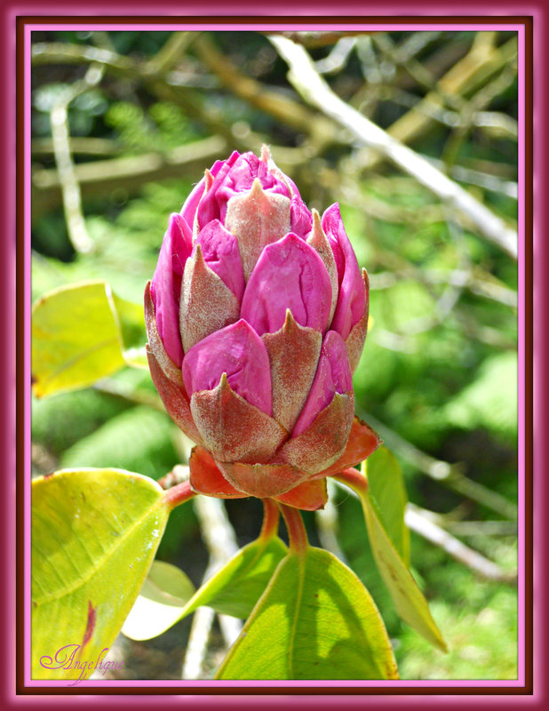 lundi 28 mai 2012 048