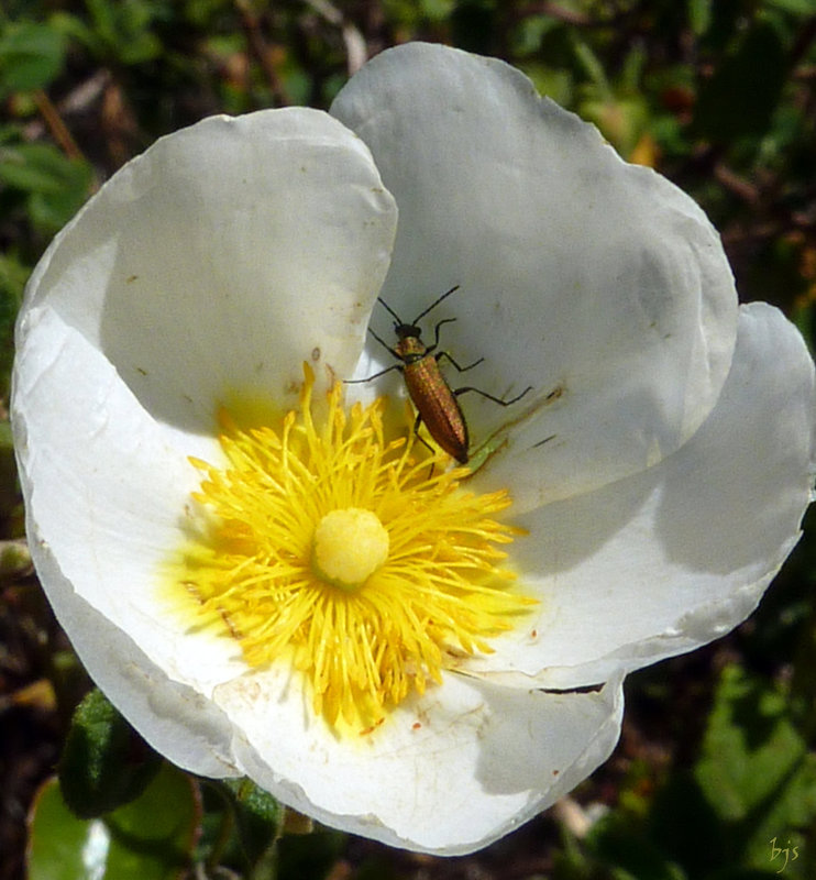 La belle et la bête... Bon week-end