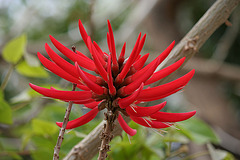 Red Flower (5121)
