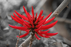Red Flower (5121A)