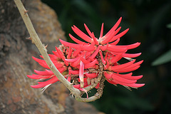 Red Flower (5122)