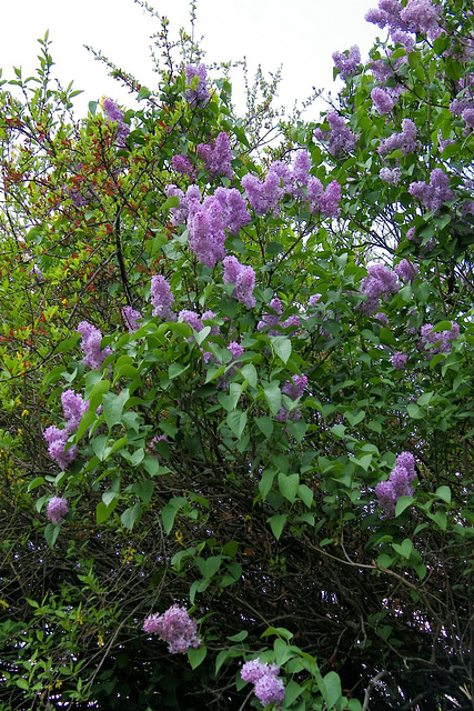 Lilas