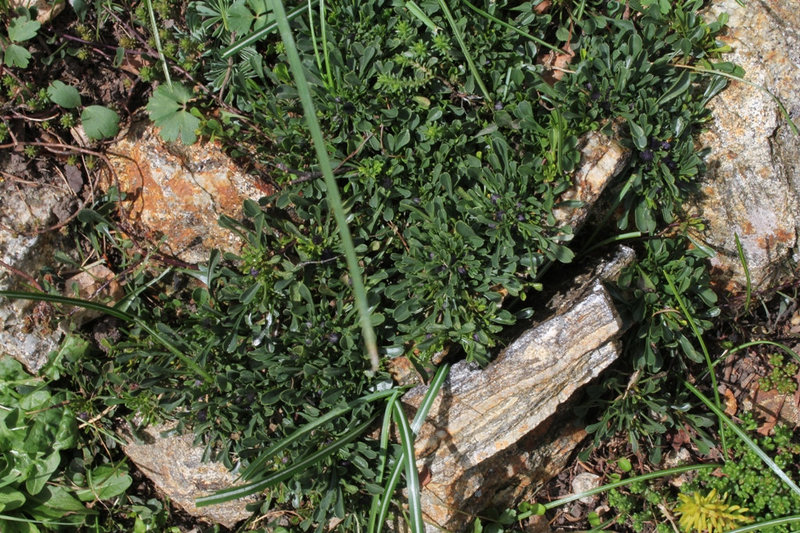 Globularia