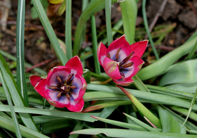 Tulipa  x hageri little beauty