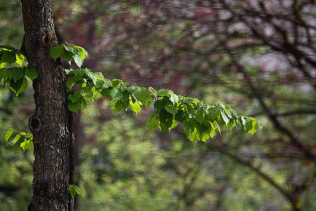 20120428 8806RAw Baum