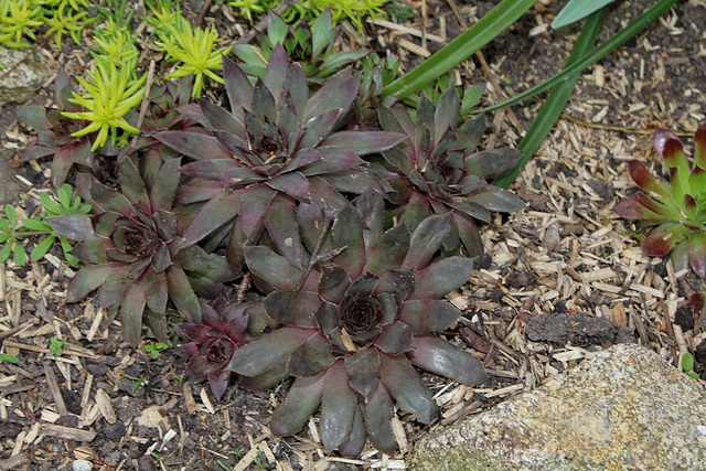 Sempervivum