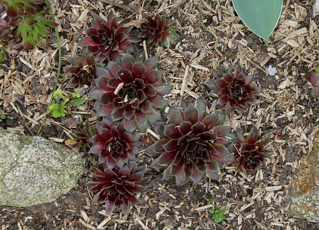 Sempervivum (3)