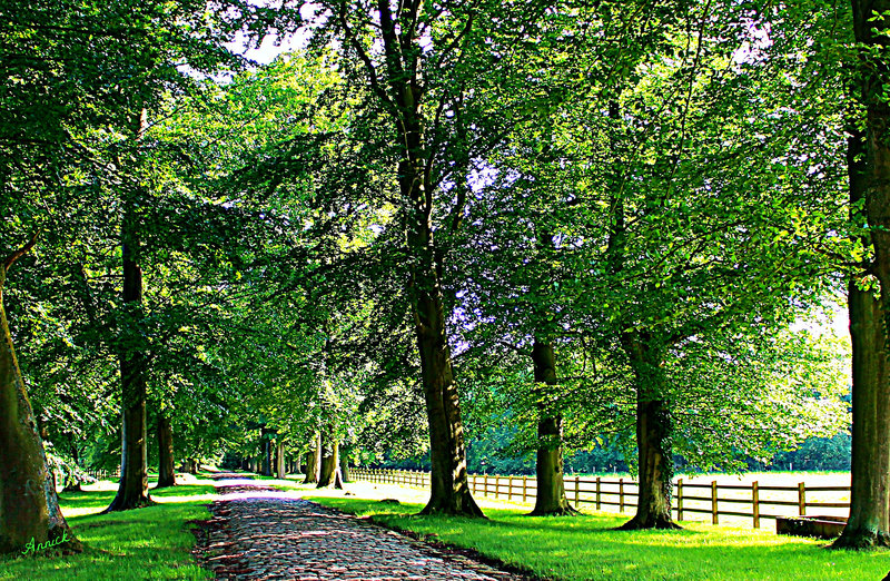 L'ALLEE DU CHATEAU ****
