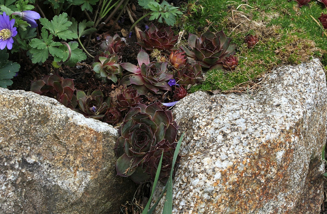 Sempervivum (4)