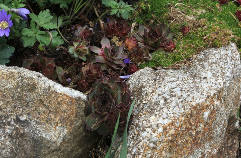 Sempervivum (4)