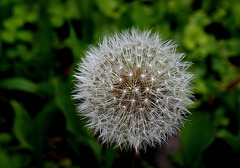 Taraxacum en fruits