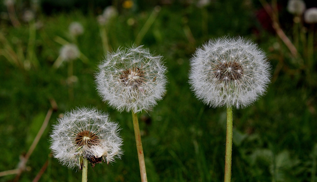 Taraxacum en fruits (2)