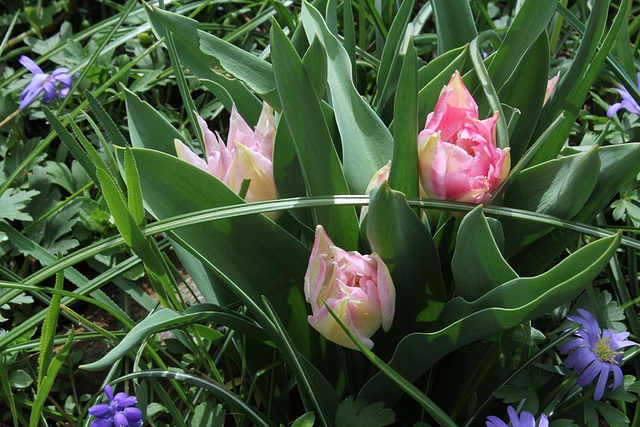 Tulipe double naine