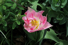 Tulipe double naine (2)