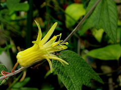 Passiflora citrina (3)