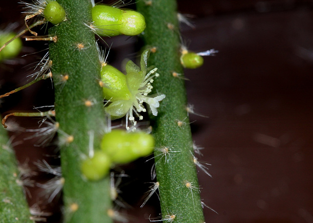 Rhipsalis baccifera horrida