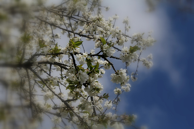 cerisier