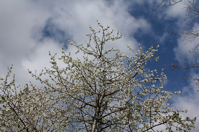 cerisier (3)