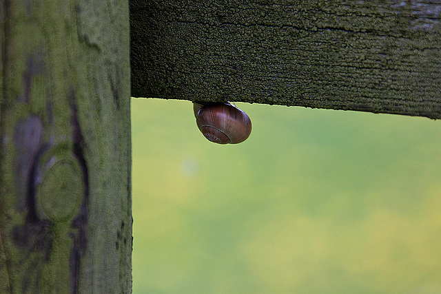 20120428 8800RAw [D~MH] Schnecke, Ruhraue, Mülheim a. d. Ruhr