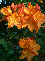 Rhododendron