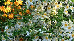 Rhododendron und Azalee