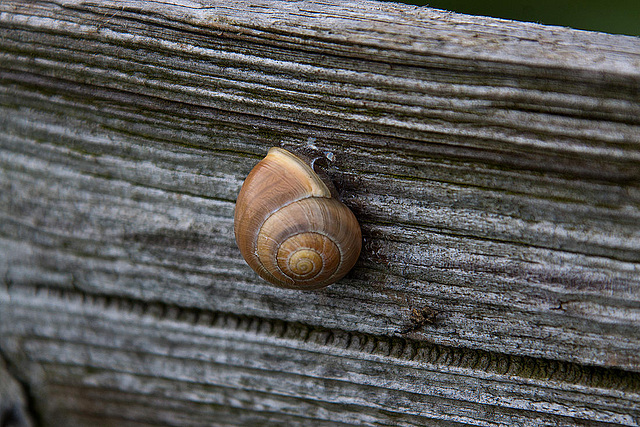 20120428 8791RAw [D~MH] Schnecke, Ruhraue, Mülheim a. d. Ruhr