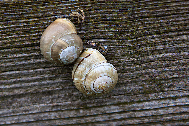 20120428 8790RAw [D~MH] Schnecken, Ruhraue, Mülheim a. d. Ruhr