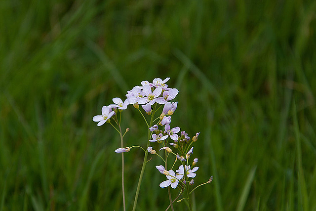 20120428 8786RAw [D~MH] Wiesenschaumkraut (Cardamine pratensis), Mülheim