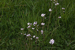 20120428 8785RAw [D~MH] Wiesenschaumkraut (Cardamine pratensis), Mülheim