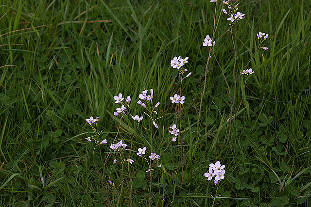 20120428 8785RAw [D~MH] Wiesenschaumkraut (Cardamine pratensis), Mülheim