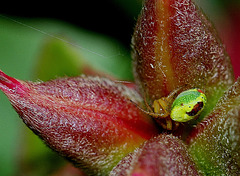 Araniella cucurbitina (4)