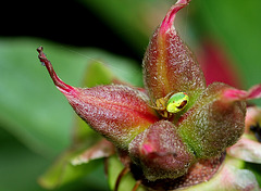 Araniella cucurbitina dans des capsules de pivoine