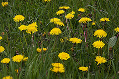 20120428 8777RAw [D~MH] Löwenzahn, Mülheim