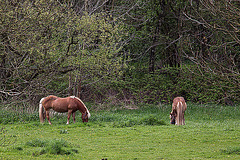 20120428 8776RAw [D~MH] Pferde