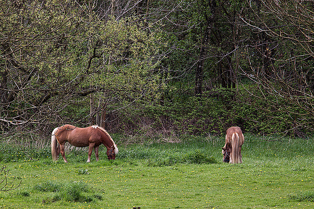 20120428 8776RAw [D~MH] Pferde