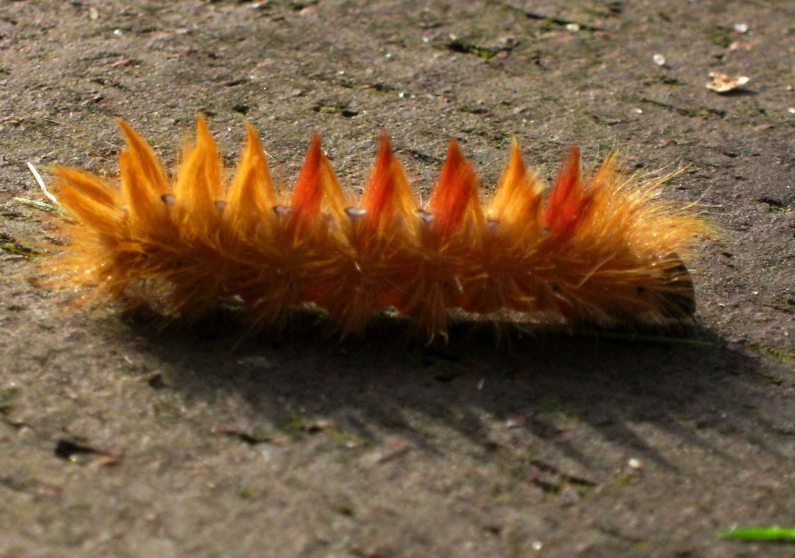 On Flames... oder Punkdrache (nach Agent99)