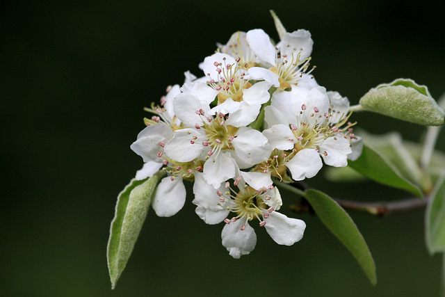 Se garder une poire