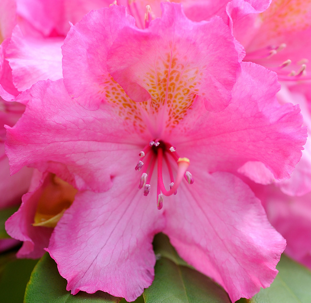 Macro sur une fleur...