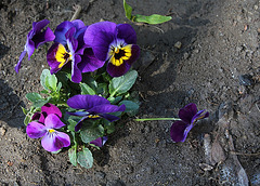 Pensée- semis spontanés Pensée- semis spontanés