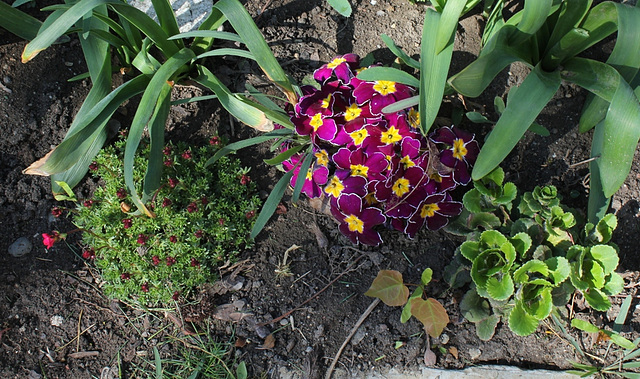 Primevère- bordure de massif avec Saxifrages
