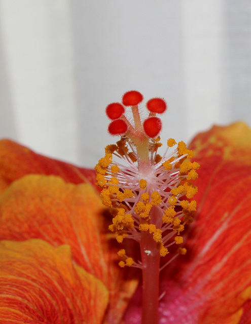 Hibiscus ' It's So Easy'