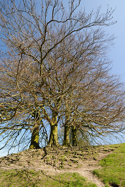 Avebury - 120326